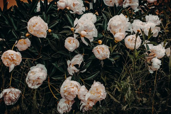 Idées de DIY pour créer une jardinière verticale