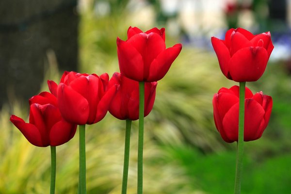 Papier peint enfant : idées colorées et personnalisables pour sa chambre